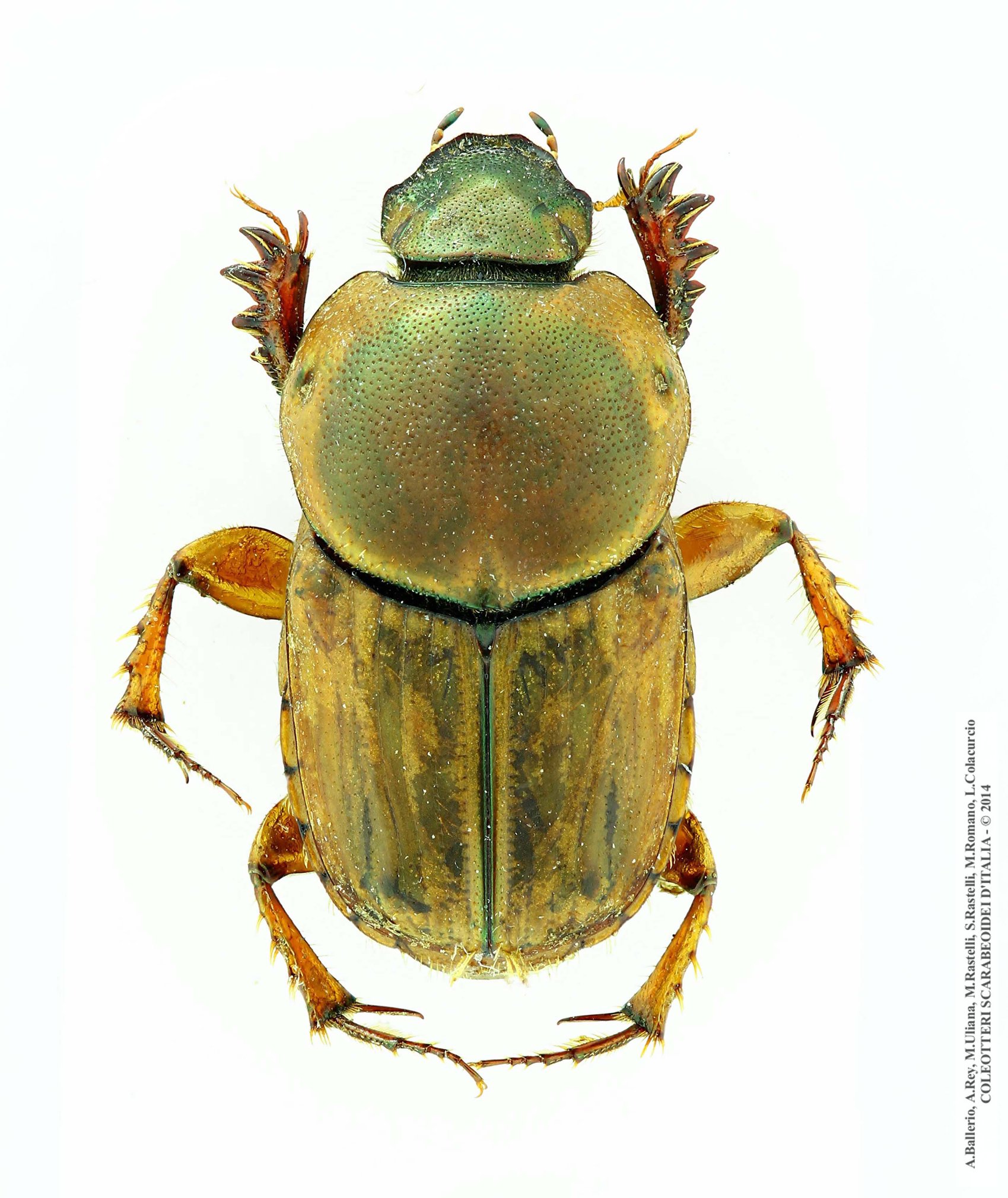 Euoniticellus fulvus, femmina 